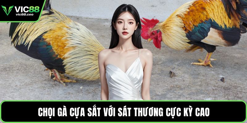 Chọi gà cựa sắt với sát thương cực kỳ cao