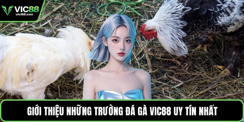 Giới thiệu những trường đá gà Vic88 uy tín nhất